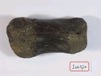 藏品(動物肢骨化石)的圖片